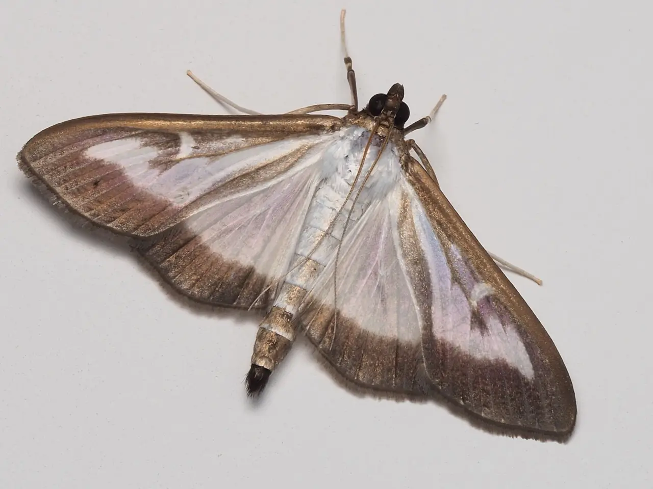 Indian Meal Moth Control