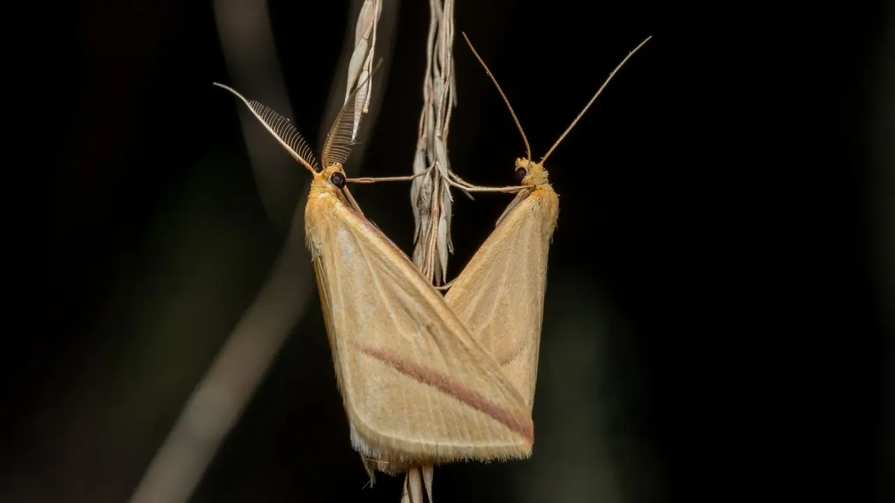 Indian Meal Moth Removal