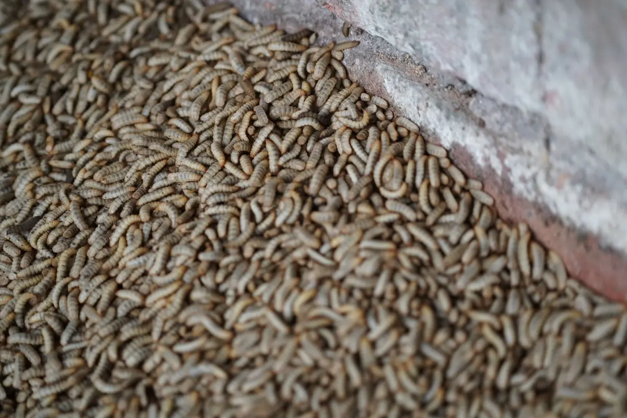 Pantry Moth Bird Seed Infestation Control