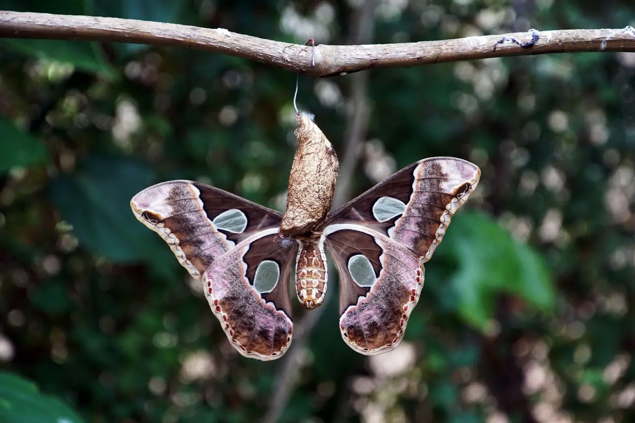 Pantry Moth Cocoon Removal
