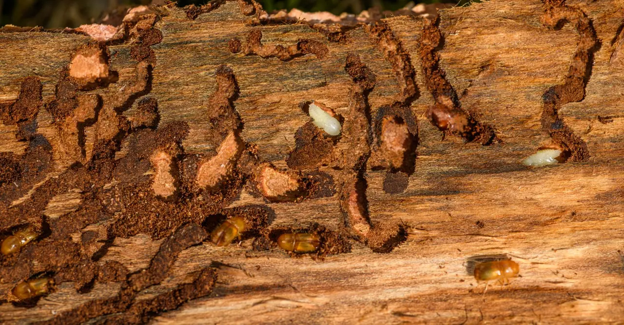 Pantry Moth Grain Infestation Control