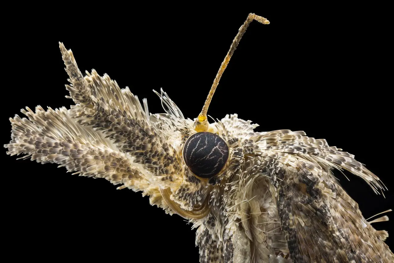 Pantry Moth Identification