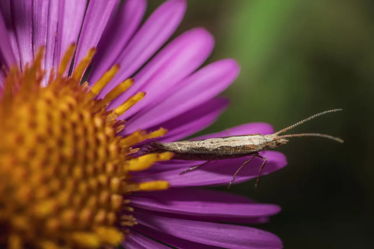 Pantry Moth Infestation Treatment