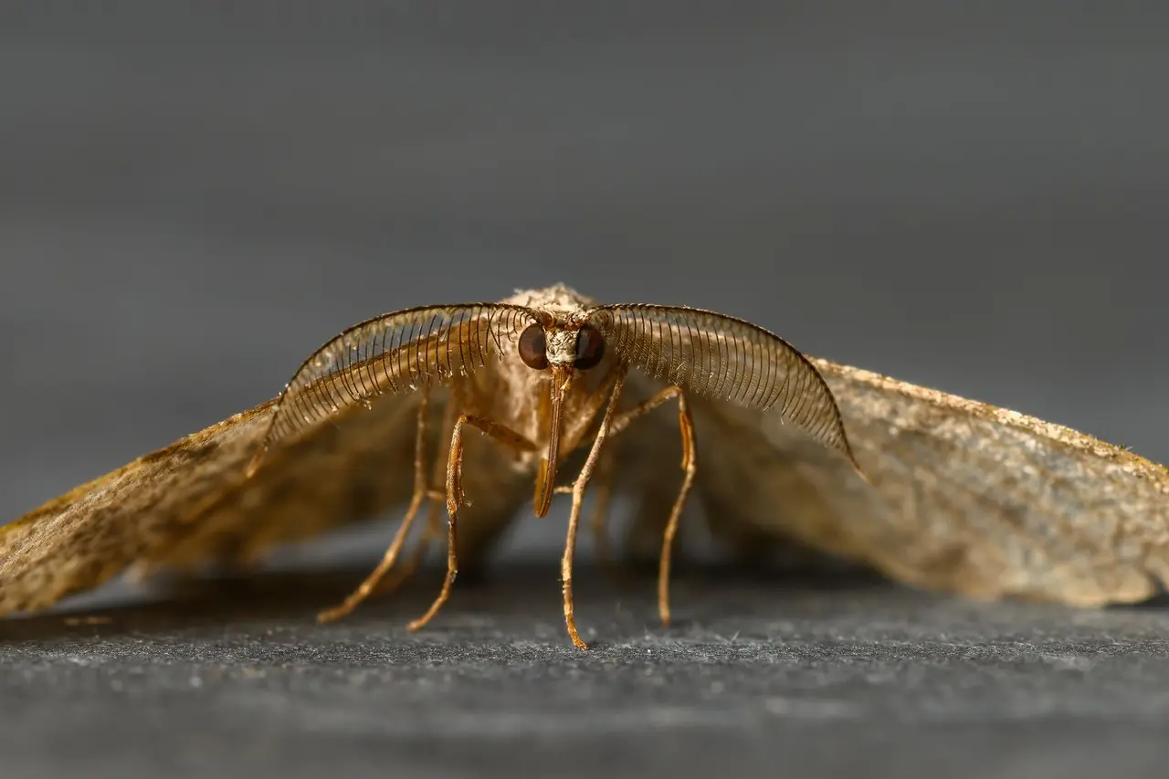 Pantry Moth Inspection