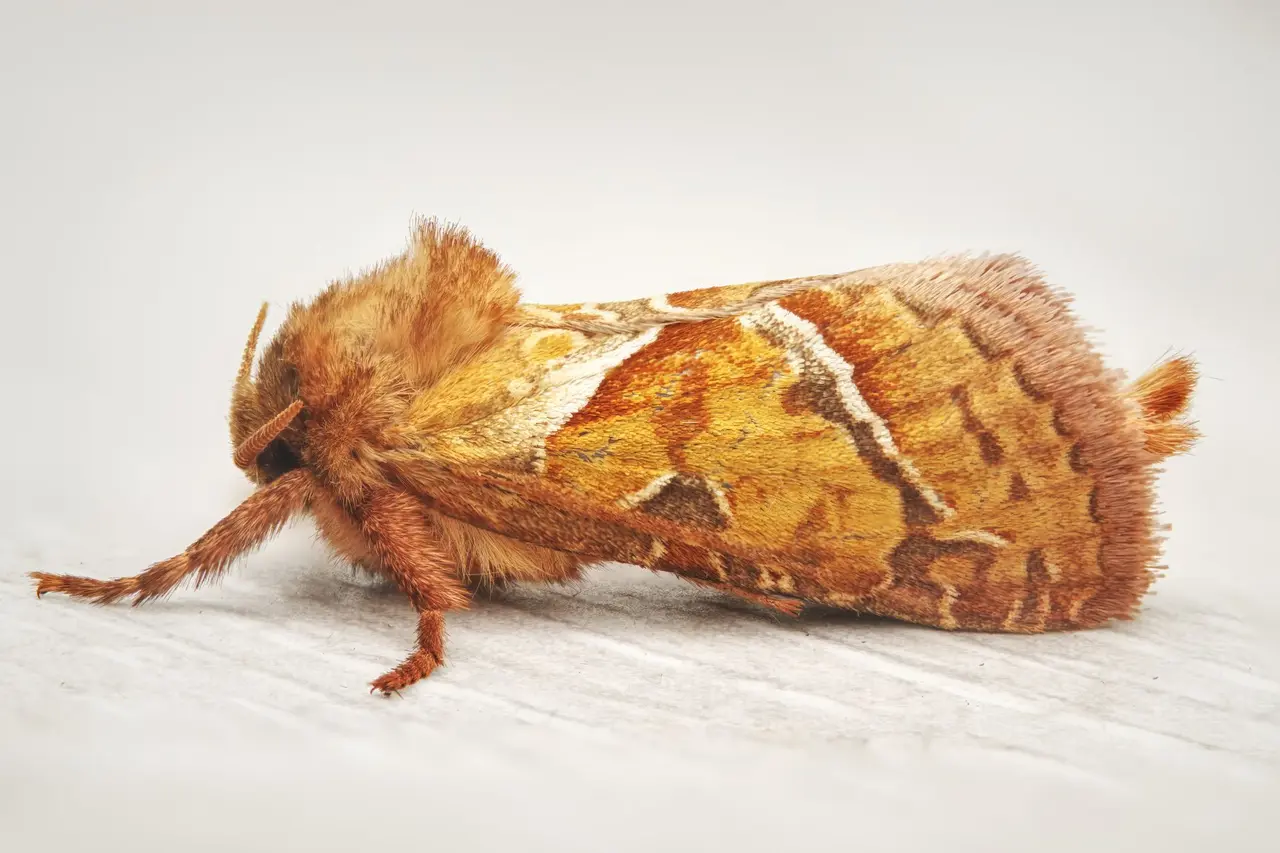 Pantry Moth Pheromone Trap Monitoring