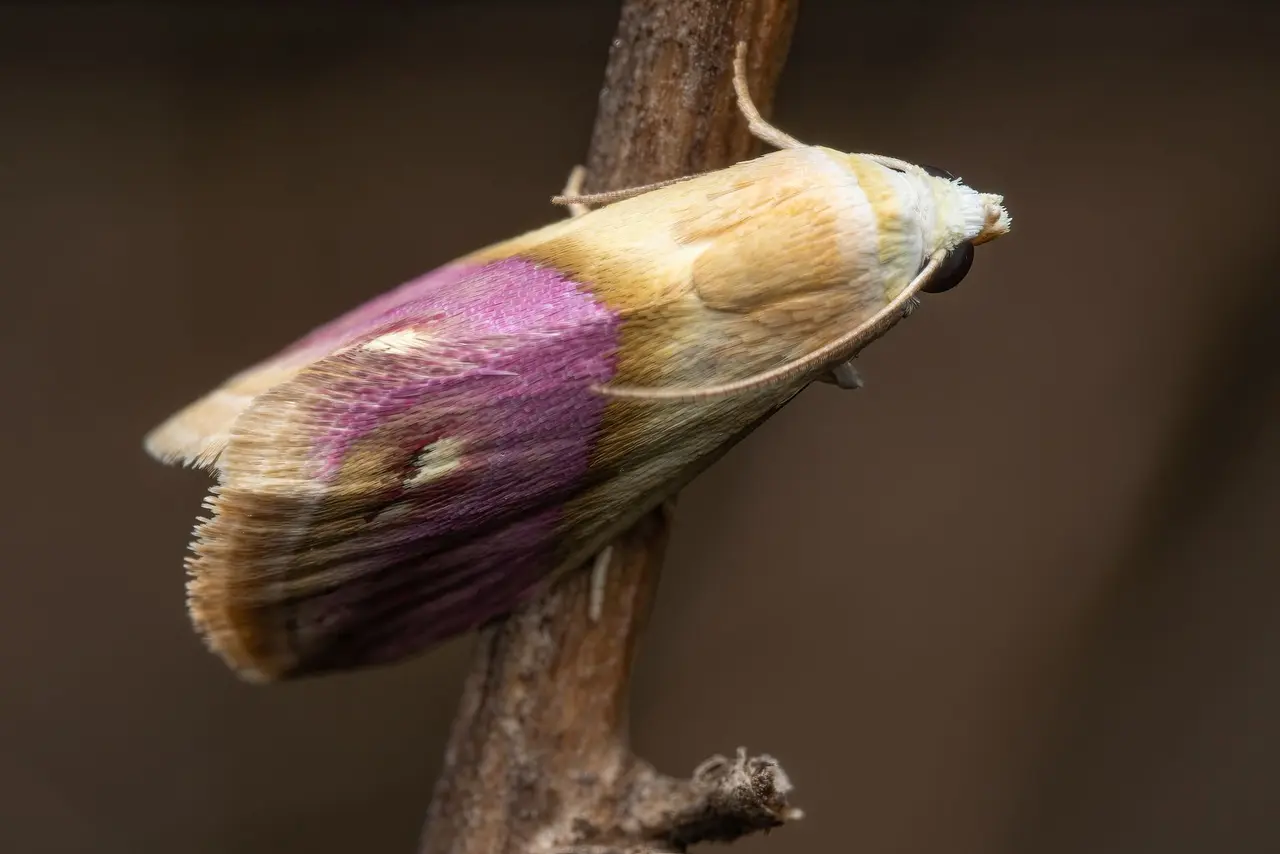 Pantry Moth Reinfestation Control