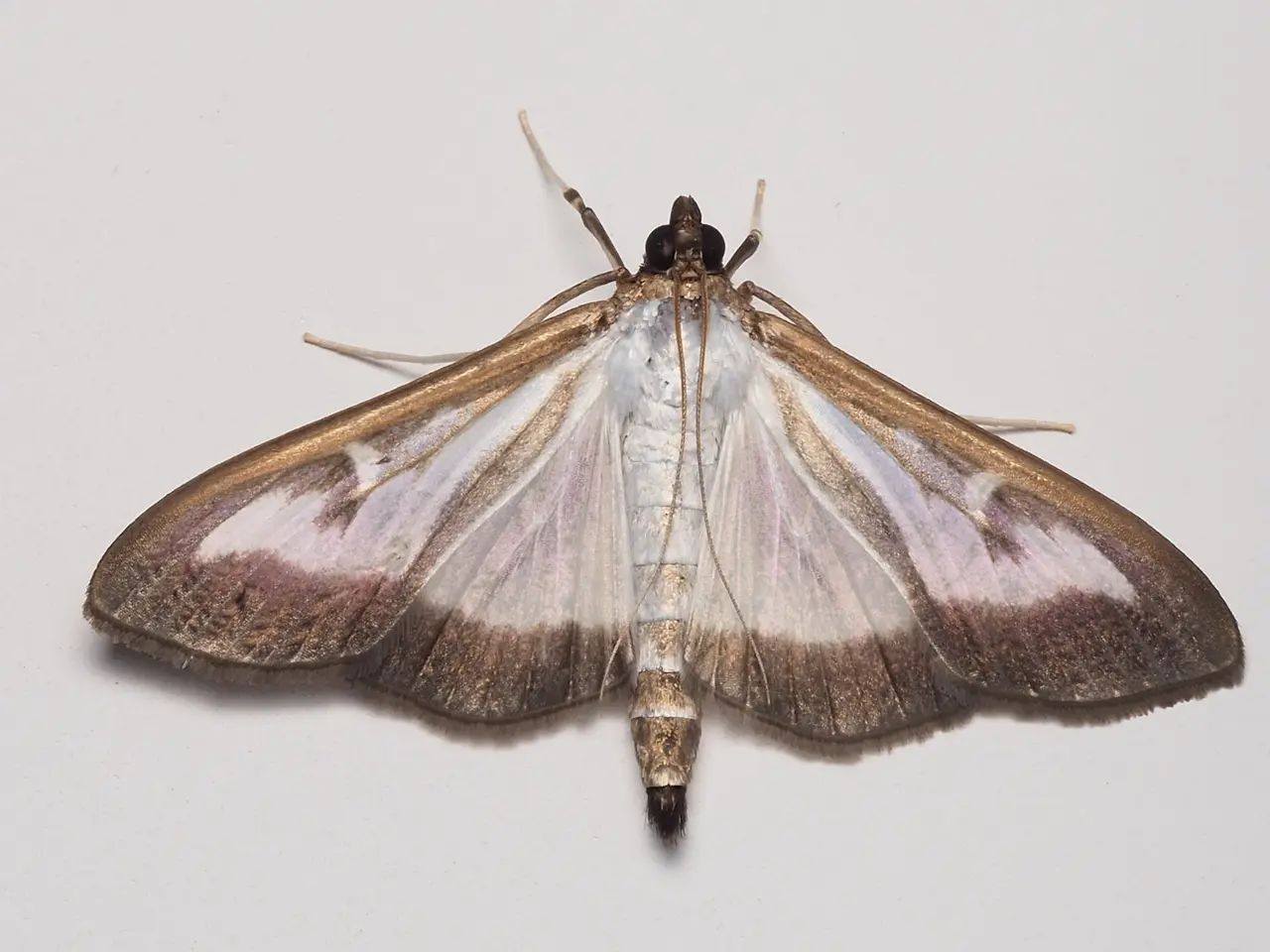 Pantry Moth Treatment